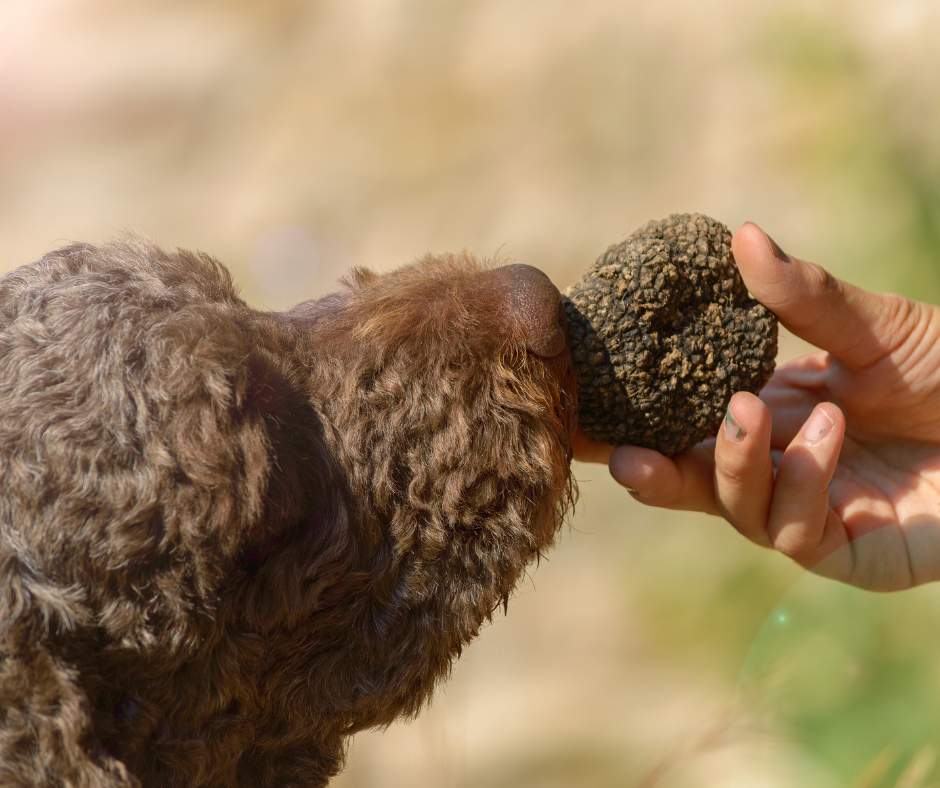 Raccolta tartufo